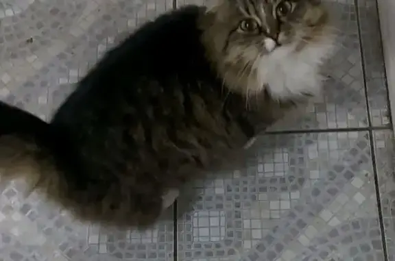 Пропала кошка, Пушкинская 30, Оренбург - photo