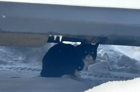 Найдена кошка, Мурино, фото: Кошка найдена у ЖК Урбанист, Мурино