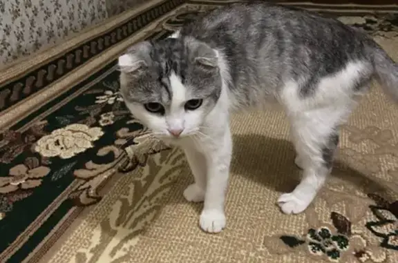 Кошки потеряшки, Мичуринск, фото: Потеряшка кот Басик, ул. Учхоз Роща, Мичуринск