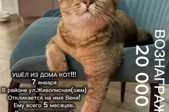 Пропал кот, Чудная ул. 19, Ростов-на-Дону - photo