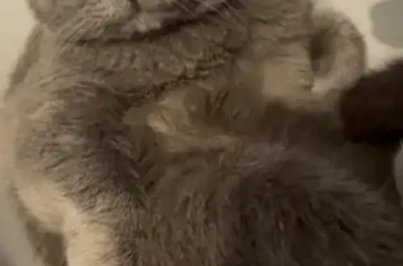 Пропала кошка, Южная ул., Новая Усмань - photo