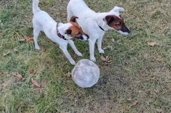 Пропала собака, Миасс - photo