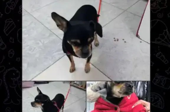 Пропала собака на Юбилейной улице, Энем - photo