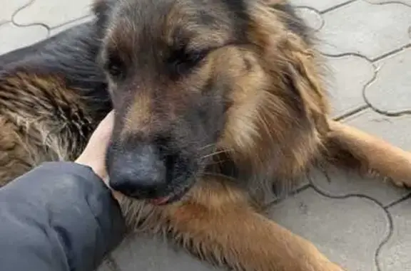 Пропала овчарка, ул. Сенная, Ессентуки - photo