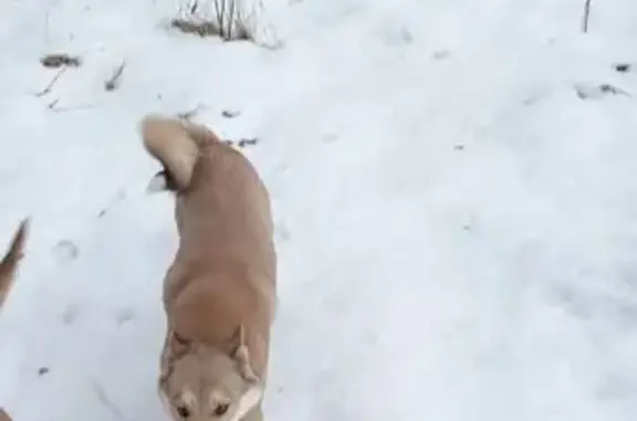 Пропала лайка в Козельске, Калужская область - photo