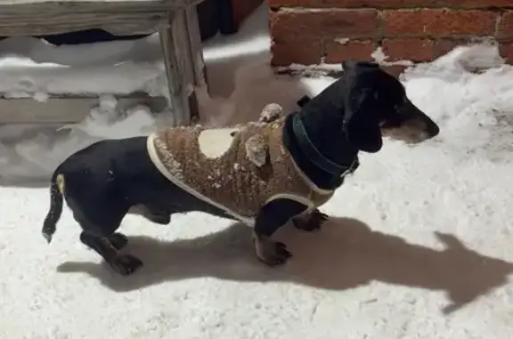 Найдена собака, Знаменское, фото: Найдена собака, ул. Яметкино 49, Знаменское