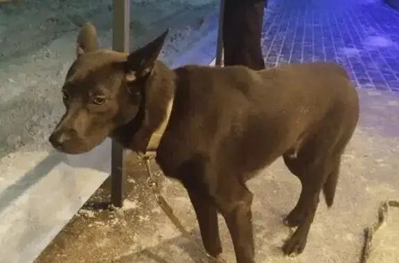 Найдена собака, Уфа, фото: Собака найдена: пр. Октября 87, Уфа