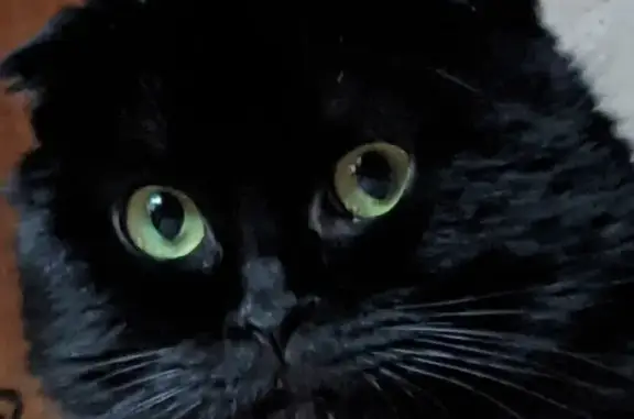 Пропала черная кошка, Шаповалова 17, Шахты - photo