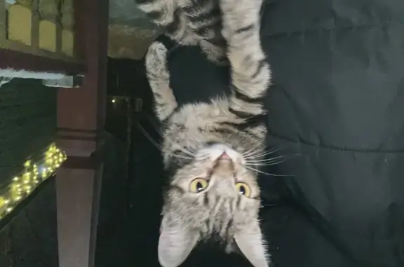 Найдена кошка, Выборг, фото: Красивая кошка найдена: Центр. ул, 5, Выборг