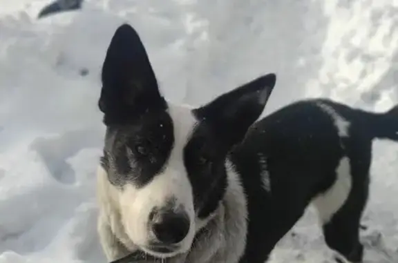 Собаки потеряшки, Томск, фото: Потеряшка собака на Цветочной улице, Томск