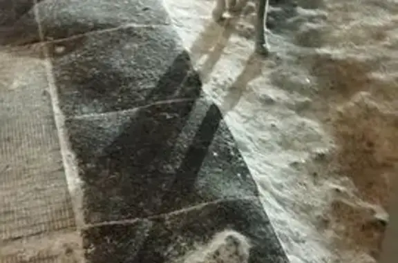 Объявления о пропавших и найденных животных, Рубцовск, фото: Собака найдена: Комсомольская 85, Рубцовск