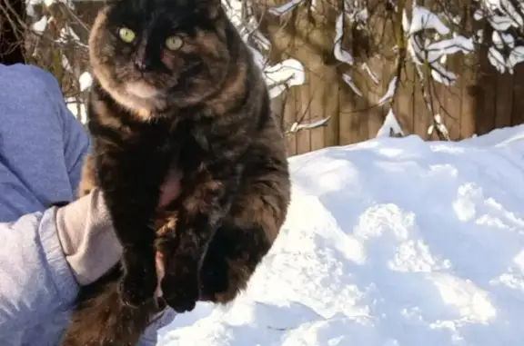 Найдена кошка, Солнечногорск, фото: Найдена кошка, Московская область