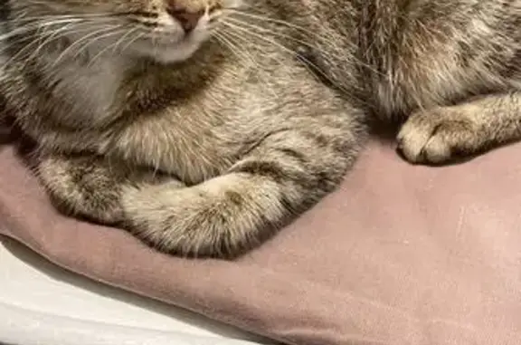 Найдена кошка, Москва, фото: Кошка найдена: Чертановская ул., 13, Москва