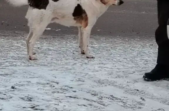 Найдена собака, Волгоград, фото: Собака найдена: Волгоград, обл.