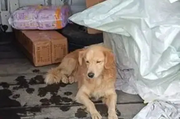 Найдена собака, Майкоп, фото: Собака найдена: ул. Шовгенова, 96, Майкоп