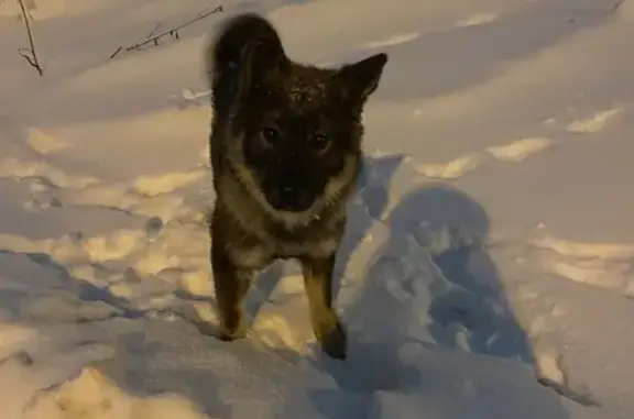 Найдена собака, Тула, фото: Собака найдена на ул. Корницкой, Тула