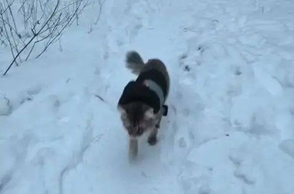 Пропала кошка, ул. Мякишева, 4А, Иваново - photo