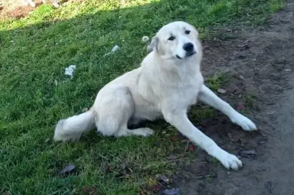 Пропала собака в Нигино, Вологодская обл. - photo