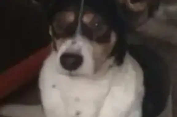 Пропала собака, ул. Громовой, 39А, Калининград - photo