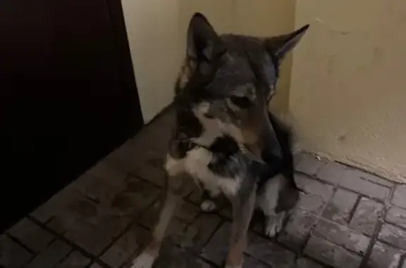 Найдена собака, Вологда, фото: Собака у подъезда, Новгородская 41, Вологда