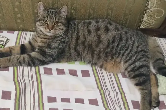 Пропала кошка в Сальске, Ростовская область - photo