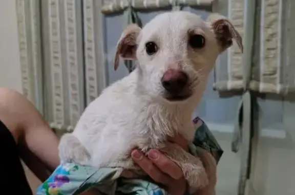 Найдена собака, Старый Оскол, фото: Щенок найден: Яблоневый пер., 21, Старый Оскол