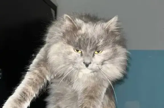 Кошка найдена: ул. Куликова, 81 к2, Астрахань - photo