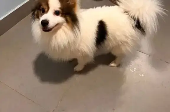 Найдена собака, Ижевск, фото: Найдена собака, ул. Металлургов, Ижевск