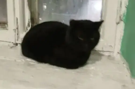 Найденные животные Тверь, фото: Кошка найдена: пр. Ленина, Тверь