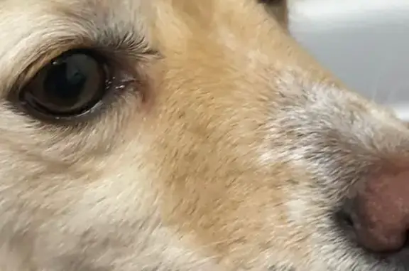 Найдена собака, Уфа, фото: Собака найдена на ул. Ак. Королёва, Уфа