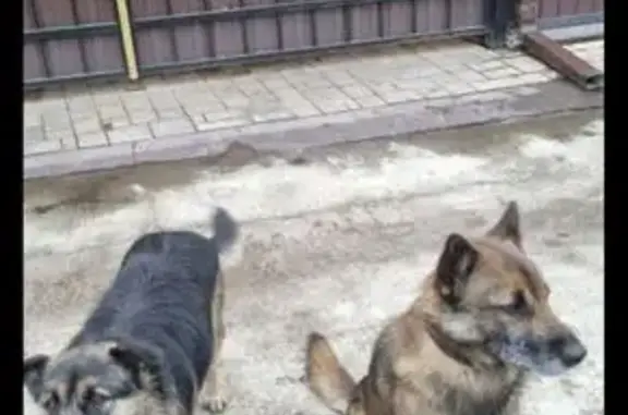 Пропала собака в Орле, Орловская обл. - photo