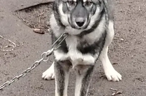 Пропала собака, Балашов, Саратовская обл. - photo