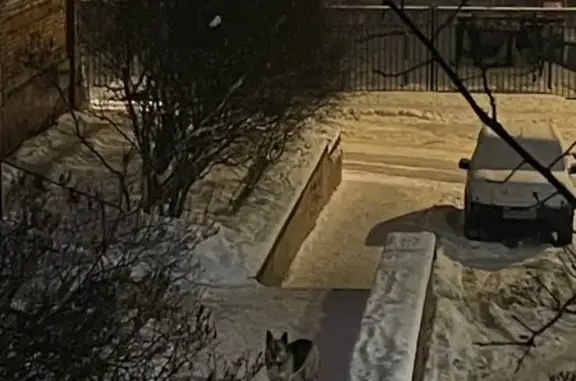 Найдена собака, Дубна, фото: Собака найдена: пр-т Боголюбова, Дубна