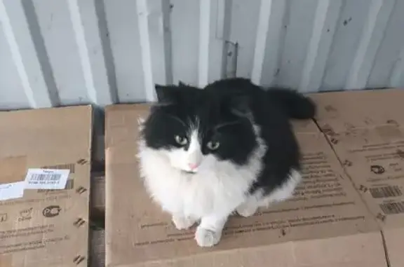 Пропала кошка, Южная ул., 14, Прудище - photo