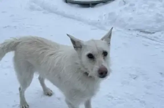 Пропала собака, Дубровичи, Рязань - photo