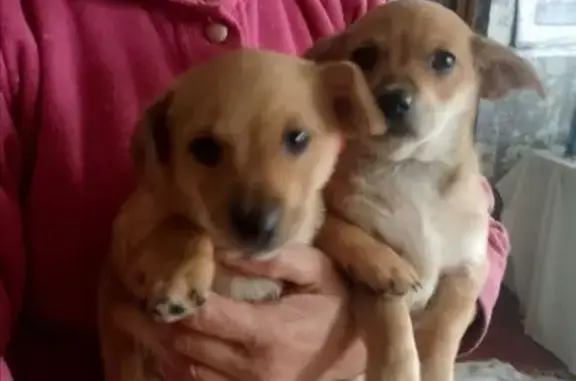 Пропала собака: Калининград, обл. - photo