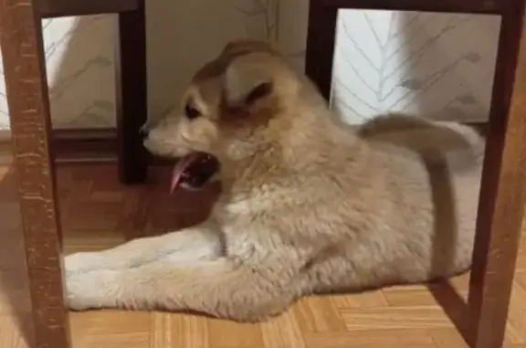 Найдена собака, Липецк, фото: Щенок найден на Жуковского, 25, Липецк