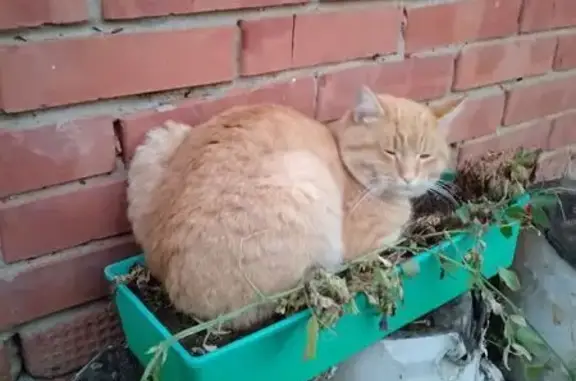 Пропала кошка, Совхозная ул. 104, Ижевск - photo