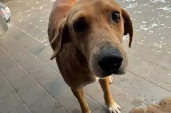 Собаки потеряшки, Клин, фото: Потеряшка собака в МО, Рыжая