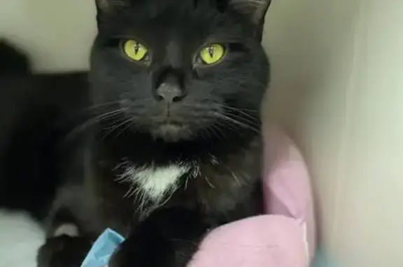 Найдена кошка, Уфа, фото: Найден черный кот, пр. Октября 107Б, Уфа