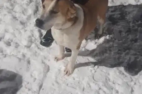 Найдена собака, ул. Громова 10А, Ярославль - photo