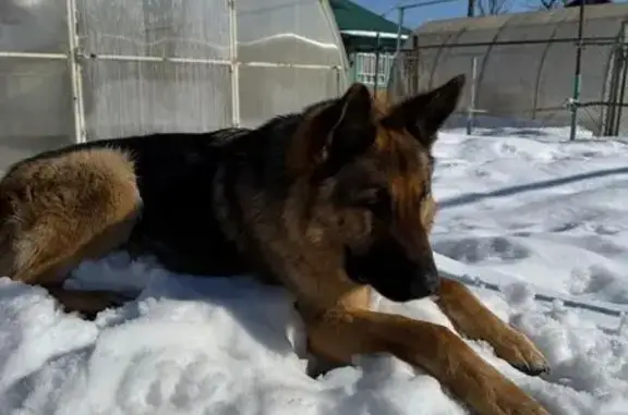 Пропала овчарка Рэй, Татарстан, Октябрьское - photo