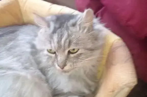 Найдена кошка, Тула, фото: Кошка найдена, ул. Можайского, Тула