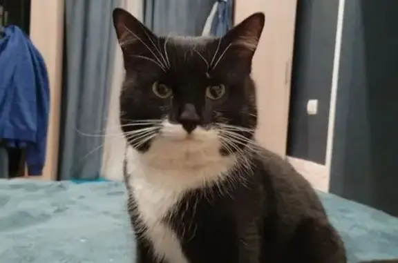 Найдена кошка, Чехов, фото: Найдена кошка у склада 