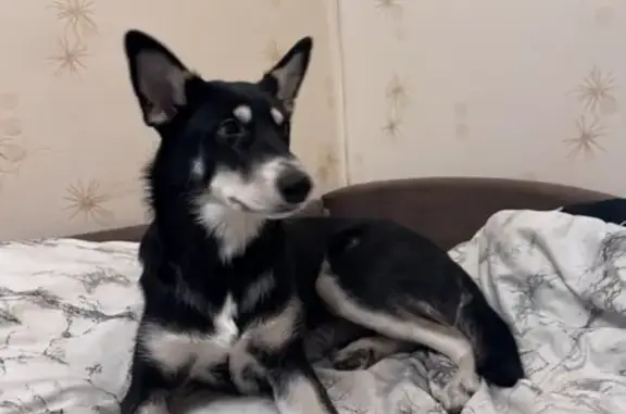 Пропала собака, ул. Тропинина 47, НН - photo