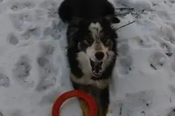 Пропала собака, ул. Гагарина 40, Боровое - photo