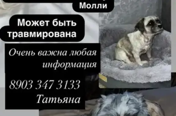 Пропала собака, Трусово, Центр. ул. 1Б - photo