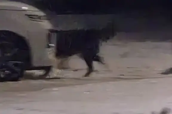 Найдена собака, Псков, фото: Собака найдена на Алёхина, 6, Псков