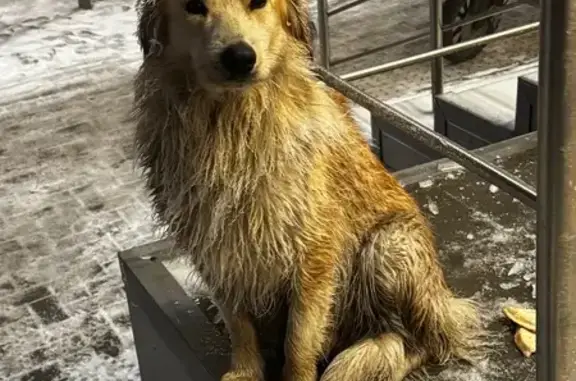 Найдена собака, Волгоград, фото: Собака найдена: Волгоград, Жукова 58