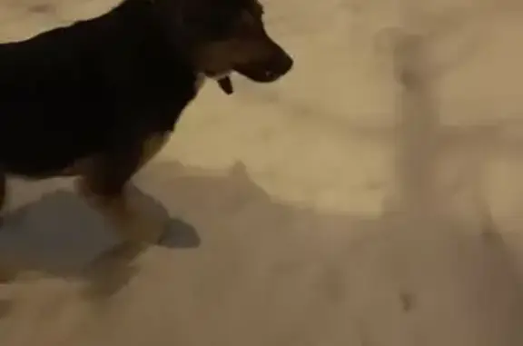 Найдена собака, Москва, фото: Собака найдена: ул. Малышева, д.6, Москва